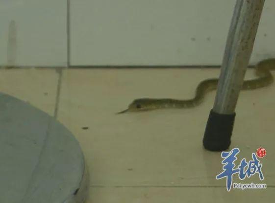 广东一小区蛇群泛滥
